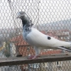 гълъб