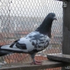 гълъб