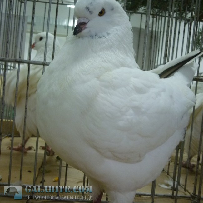 гълъб