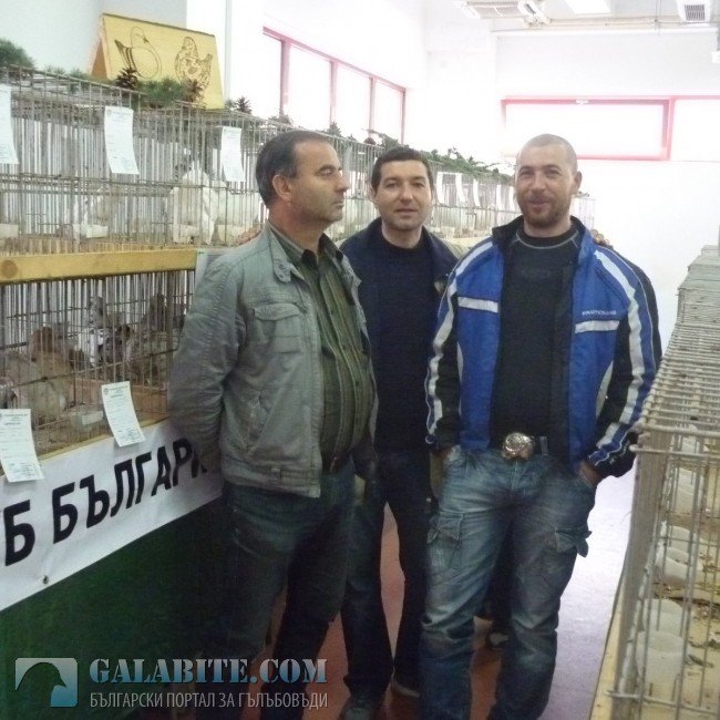 гълъб