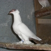 гълъб