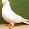 гълъб