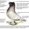 гълъб