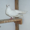гълъб