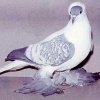 гълъб