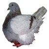 гълъб