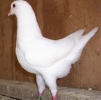 гълъб