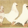 гълъб