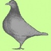 гълъб