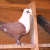 гълъб