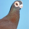 гълъб