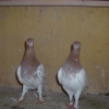 гълъб