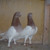 гълъб