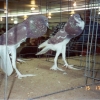 гълъб