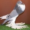 Снимка на гълъб