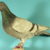гълъб