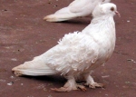 гълъб