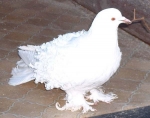 гълъб