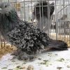 Снимка на гълъб