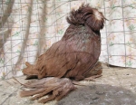 гълъб