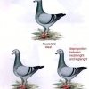 Снимка на гълъб