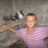 гълъб