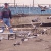 гълъб