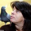 гълъб