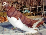 гълъб
