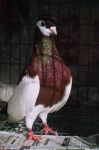 гълъб