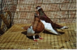 гълъб