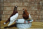 гълъб