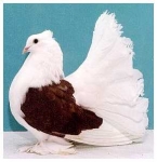 гълъб