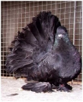 гълъб