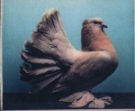гълъб