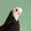 гълъб