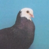 гълъб