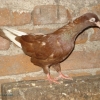 гълъб