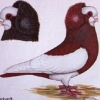 гълъб