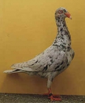 гълъб