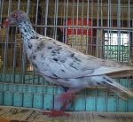 гълъб