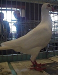 гълъб