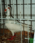 гълъб