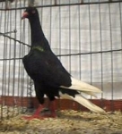 гълъб