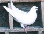 гълъб