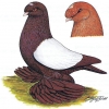 гълъб