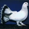 гълъб