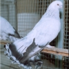 гълъб