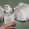 гълъб