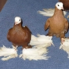 гълъб